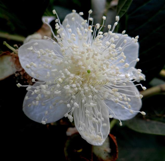  Flower